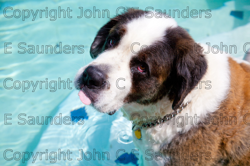 IMG 3859 
 A Saint Bernard dog enjoying the sunshine. 
 Keywords: Saint Bernard, animal, brown, dog, fur, hound, large, one, pet, snout, tame, white