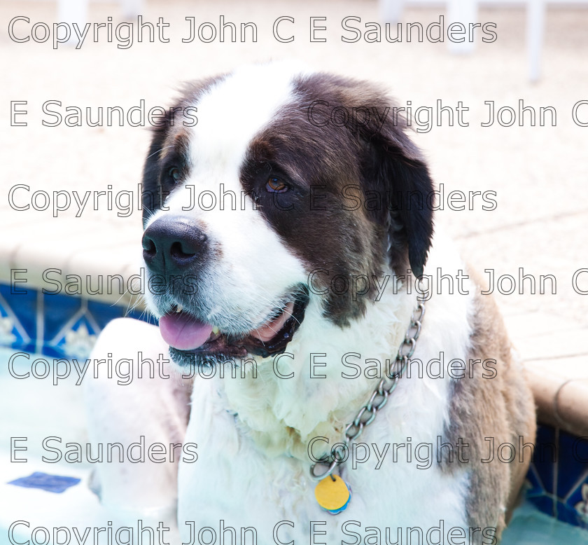IMG 3855 
 A Saint Bernard dog enjoying the sunshine. 
 Keywords: Saint Bernard, animal, brown, dog, fur, hound, large, one, pet, snout, tame, white