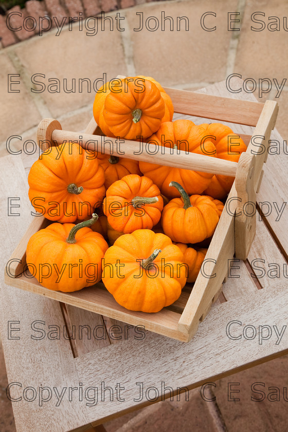 IMG 0416 
 Pumpkins 
 Keywords: pumpkins,orange,small,vegetables,fruits,several,round,spherical,fresh,ripe,harvested,plenty,halloween