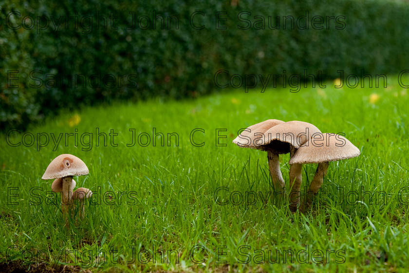 IMG 0427 
 Garden with mushrooms 
 Keywords: mushroom,mushrooms,fungi,brown,growing,edible,raw,ripe,grass,green,lawn,garden,ingredient,food,autumn