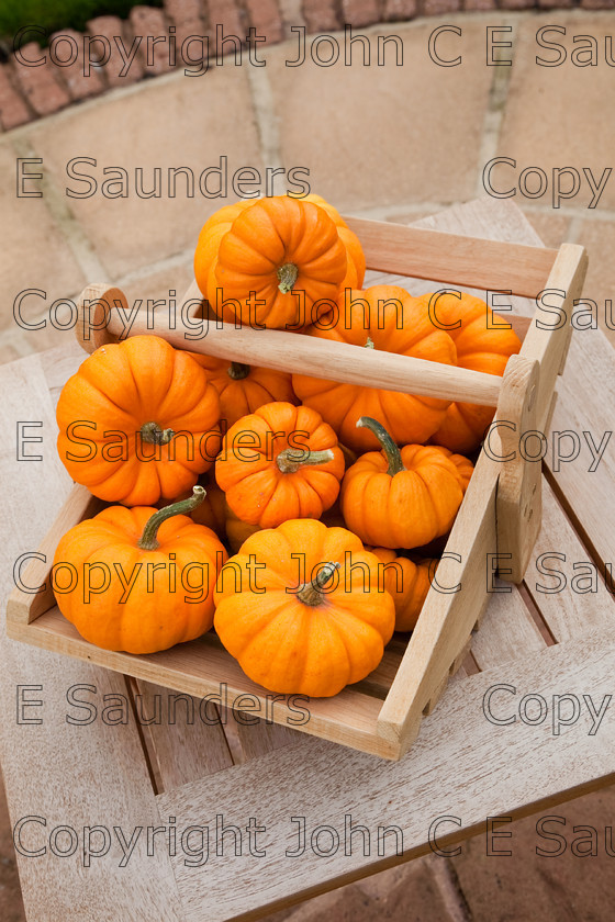 IMG 0417 
 Small pumpkins 
 Keywords: pumpkins,orange,small,vegetables,fruits,several,round,spherical,fresh,ripe,harvested,plenty