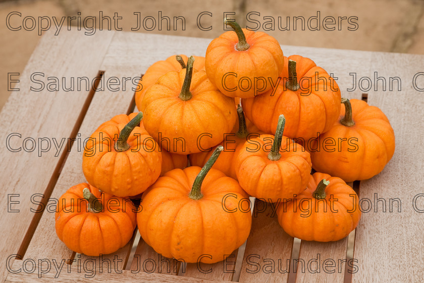 IMG 0405 
 Pumpkin pile 
 Keywords: pumpkins,orange,small,vegetables,fruits,several,round,spherical,fresh,ripe,harvested,plenty,halloween,autumn,pile,stack,table,wooden