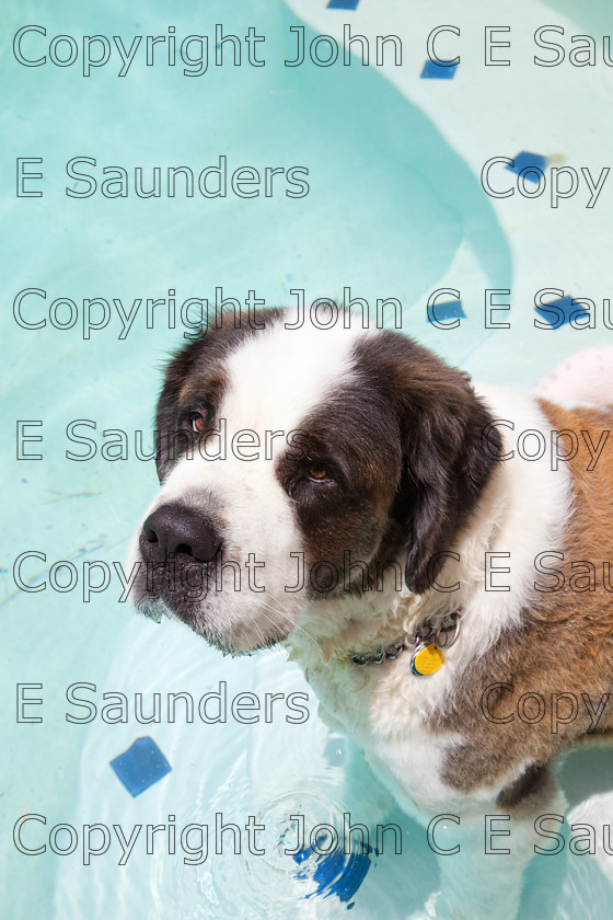 IMG 3921 
 A Saint Bernard dog enjoying the sunshine. 
 Keywords: Saint Bernard, animal, brown, dog, fur, hound, large, one, pet, snout, tame, white
