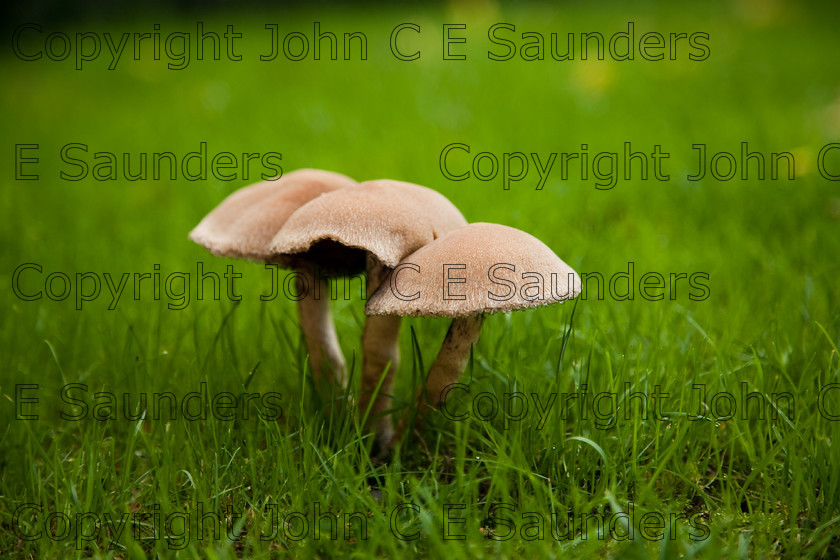 IMG 0434 
 Edible mushrooms 
 Keywords: mushroom,mushrooms,fungi,brown,growing,edible,raw,ripe,grass,green,lawn,garden,ingredient,food,autumn