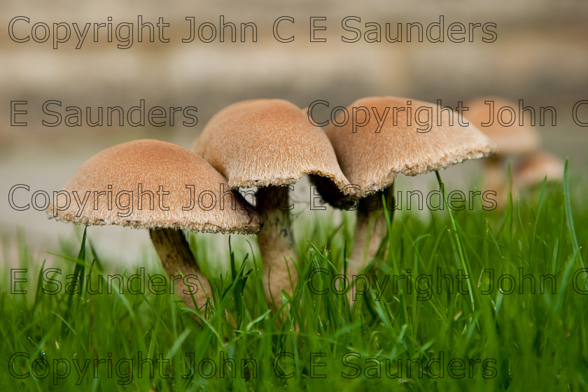 IMG 0419 
 Mushrooms 
 Keywords: mushroom,mushrooms,fungi,brown,growing,edible,raw,ripe,grass,green,lawn,garden,ingredient,food,autumn
