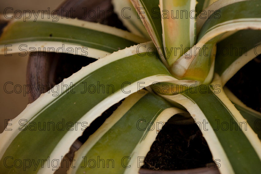 IMG 8626 
 Agave plant 
 Keywords: agave,cactus,plant,leaf,pot,succulent,flora,green,white,stripe,variegated,thorn