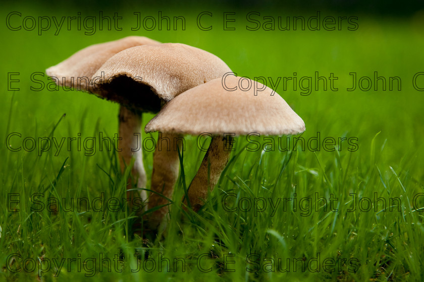 IMG 0425 
 Mushrooms in grass 
 Keywords: mushroom,mushrooms,fungi,brown,growing,edible,raw,ripe,grass,green,lawn,garden,ingredient,food,autumn