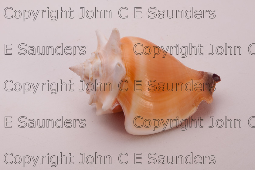 IMG 7795 
 Isolated shell 
 Keywords: shell,seashell,isolated,white background