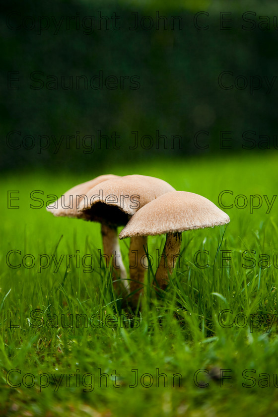 IMG 0426 
 Mushrooms close up 
 Keywords: mushroom,mushrooms,fungi,brown,growing,edible,raw,ripe,grass,green,lawn,garden,ingredient,food,autumn