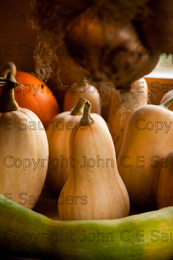 IMG 0432 
 Harvest vegetables 
 Keywords: butternut squash,squash,gourds,brown,marrow,pumpkin,harvest,harvested,horticulture,grown,ripe,fresh,food,ingredient,autumn