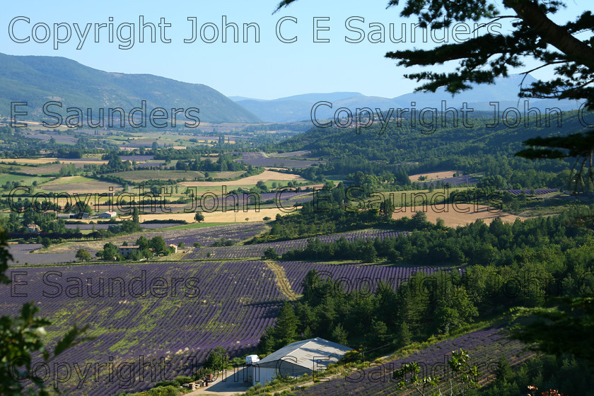IMG 9284 
 Lavender 07 
 Keywords: France,lavender,landscape,field,countryside,rural