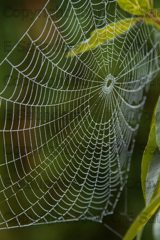 IMG 9936 
 Spider web 04 
 Keywords: spider web,web,spun,nature,dew,concentric