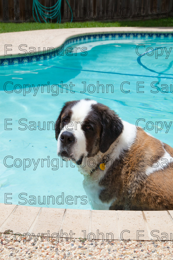 IMG 3925 
 A Saint Bernard dog enjoying the sunshine. 
 Keywords: Saint Bernard, animal, brown, dog, fur, hound, large, one, pet, snout, tame, white