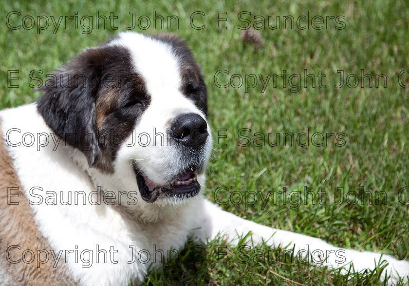 IMG 3980 
 A Saint Bernard dog enjoying the sunshine. 
 Keywords: Saint Bernard, animal, brown, dog, fur, hound, large, one, pet, snout, tame, white