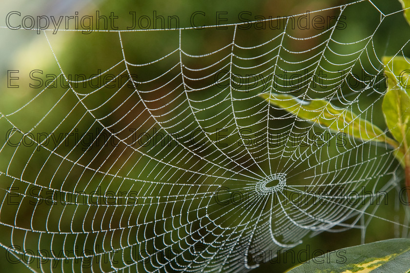 IMG 9938 
 Spider web 02 
 Keywords: spider web,web,spun,nature,dew,concentric