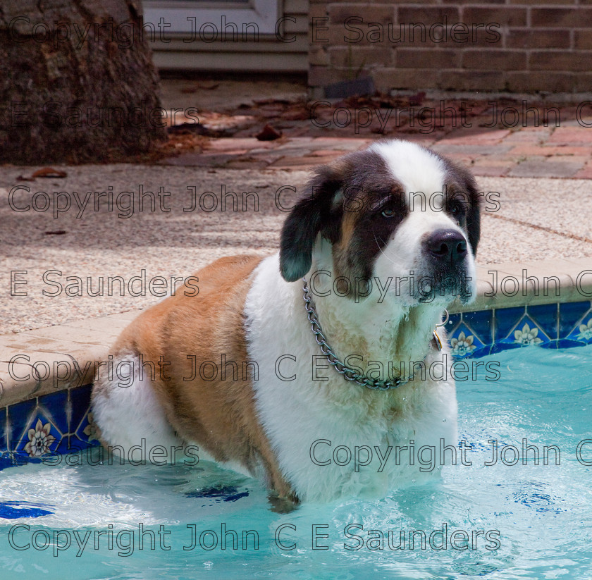 IMG 3889 
 A Saint Bernard dog enjoying the sunshine. 
 Keywords: Saint Bernard, animal, brown, dog, fur, hound, large, one, pet, snout, tame, white