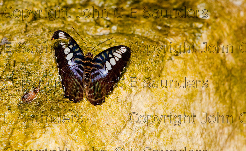 IMG 2913 
 A Brown Clipper Butterfly (Parthenos Sylvia) sitting on a rock surface 
 Keywords: Nature, Small, abdomen, animal, brown, butterfly, clipper, colorful, fauna, insect, pattern, tropical, white, wildlife, wings