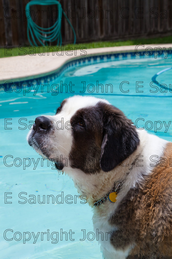 IMG 3937 
 A Saint Bernard dog enjoying the sunshine. 
 Keywords: Saint Bernard, animal, brown, dog, fur, hound, large, one, pet, snout, tame, white