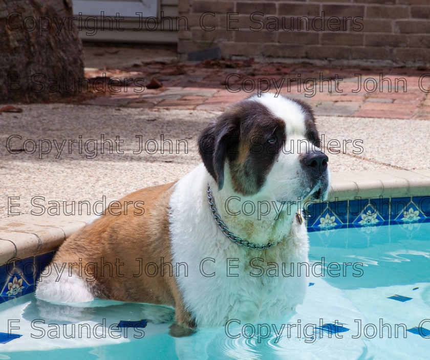 IMG 3899 
 A Saint Bernard dog enjoying the sunshine. 
 Keywords: Saint Bernard, animal, brown, dog, fur, hound, large, one, pet, snout, tame, white