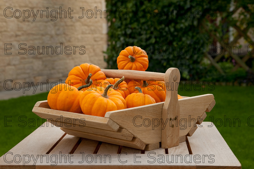 IMG 0413 
 Pumpkins 
 Keywords: pumpkins,orange,small,vegetables,fruits,several,round,spherical,fresh,ripe,harvested,plenty,halloween,autumn
