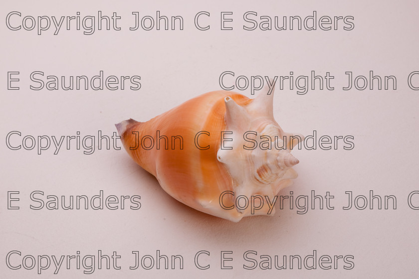 IMG 7798 
 Shell 
 Keywords: shell,seashell,isolated,white background