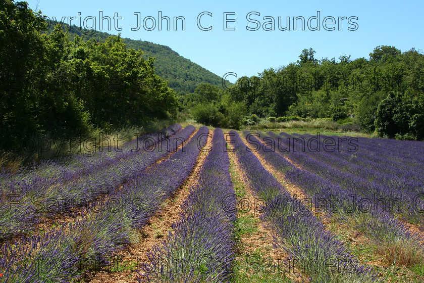 IMG 9345 
 Lavender 01 
 Keywords: lavender,field,farming,France,landscape