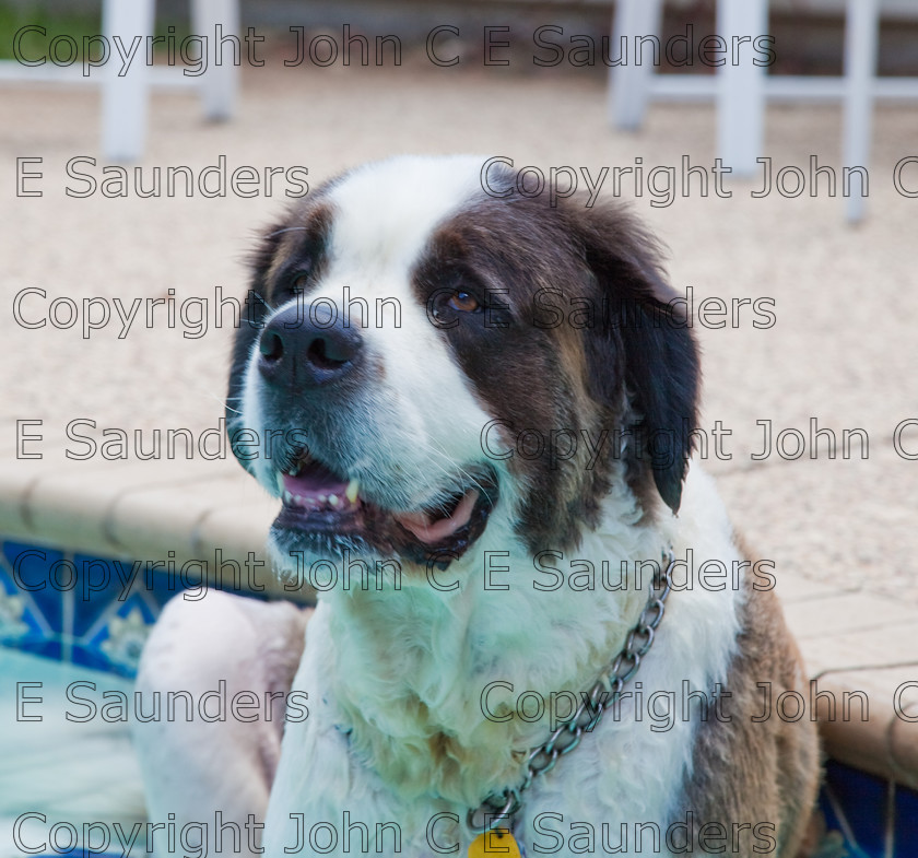 IMG 3852 
 A Saint Bernard dog enjoying the sunshine. 
 Keywords: Saint Bernard, animal, brown, dog, fur, hound, large, one, pet, snout, tame, white