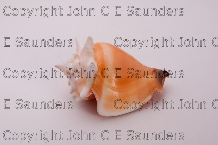 IMG 7796 
 Seashell 
 Keywords: shell,seashell,isolated,white background