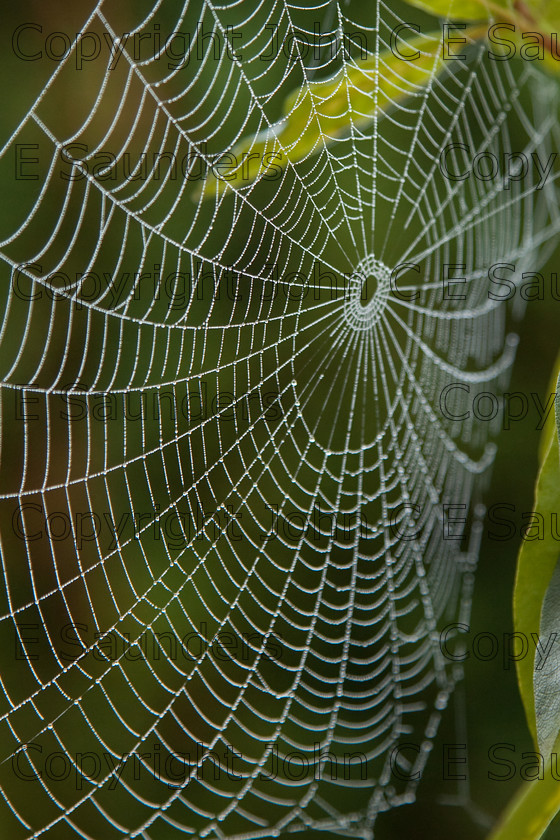 IMG 9935 
 Spider web 05 
 Keywords: spider web,web,spun,nature,dew,concentric