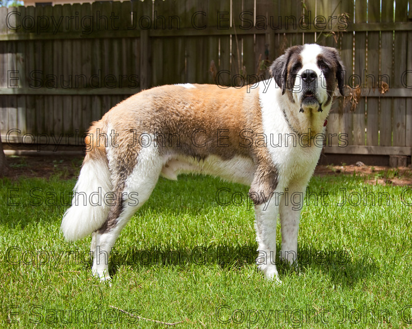 IMG 3991 
 A Saint Bernard dog enjoying the sunshine. 
 Keywords: Saint Bernard, animal, brown, dog, fur, hound, large, one, pet, snout, tame, white