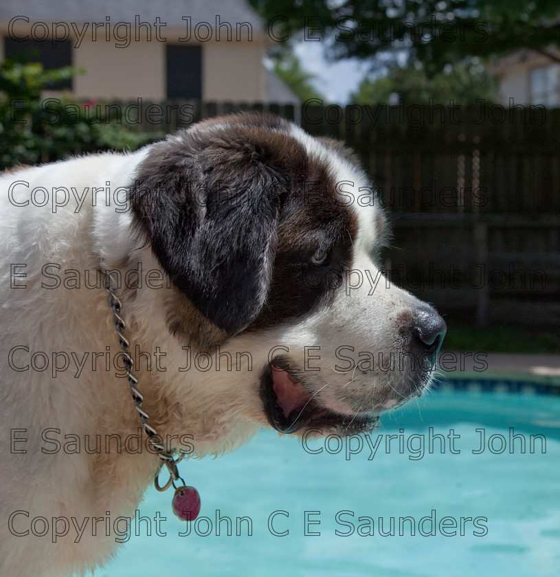 IMG 3882 
 A Saint Bernard dog enjoying the sunshine. 
 Keywords: Saint Bernard, animal, brown, dog, fur, hound, large, one, pet, snout, tame, white