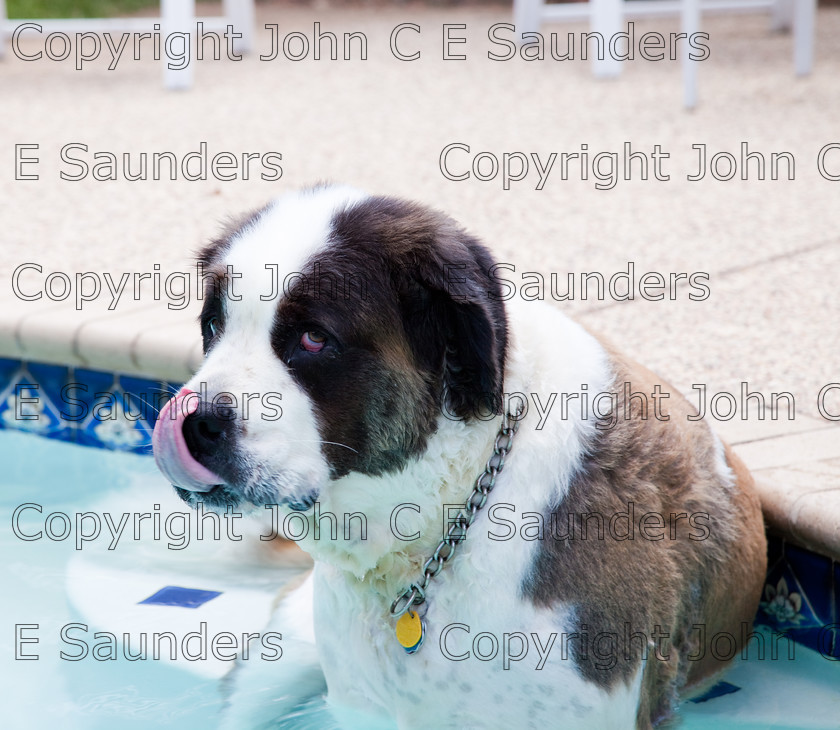 IMG 3851 
 A Saint Bernard dog enjoying the sunshine. 
 Keywords: Saint Bernard, animal, brown, dog, fur, hound, large, one, pet, snout, tame, white