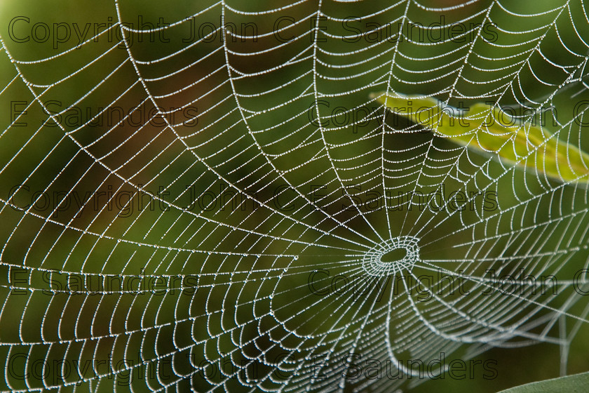 IMG 9937 
 Spider web 03 
 Keywords: spider web,web,spun,nature,dew,concentric