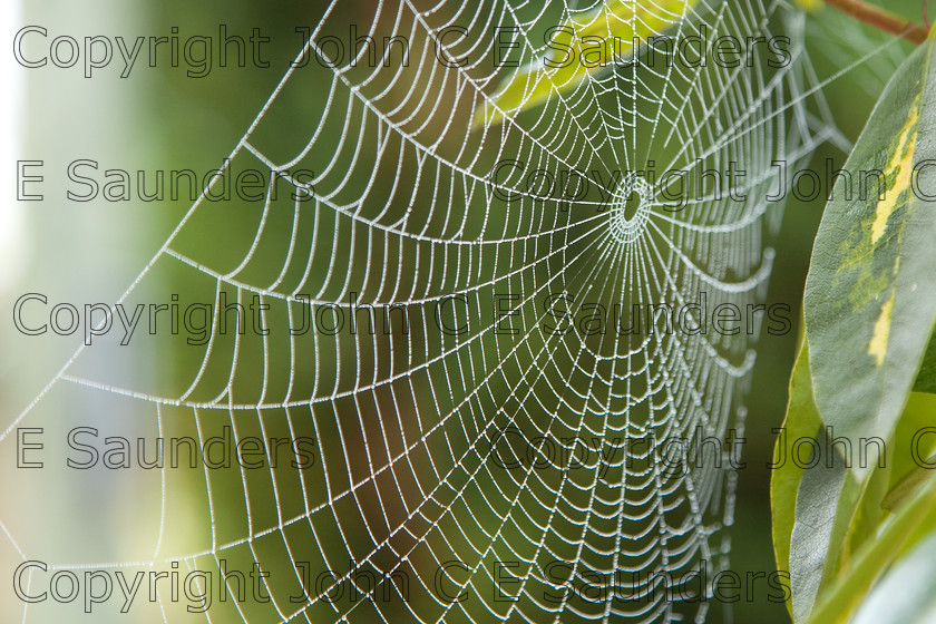 IMG 9934 
 Spider web 06 
 Keywords: spider web,web,spun,nature,dew,concentric