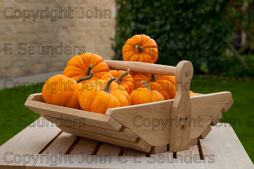 IMG 0409 
 Pumpkins 
 Keywords: pumpkins,orange,small,vegetables,fruits,several,round,spherical,fresh,ripe,harvested,plenty,halloween,autumn