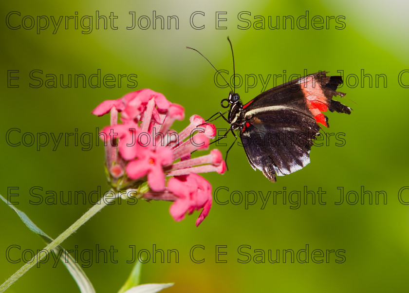 IMG 2979 
 Red Postman Mimic Butterfly (Heliconius melpomene rosina) perched on a flower. 
 Keywords: Nature, Small, abdomen, animal, black, butterfly, central american, colorful, fauna, heliconius, insect, melpomene, mimic, postman, red, rock, rosina, wildlife, wings