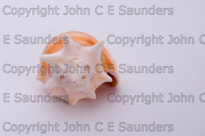 IMG 7794 
 Isolated seashell 
 Keywords: shell,seashell,isolated,white background
