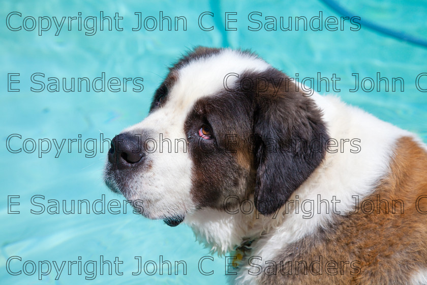 IMG 3862 
 A Saint Bernard dog enjoying the sunshine. 
 Keywords: Saint Bernard, animal, brown, dog, fur, hound, large, one, pet, snout, tame, white