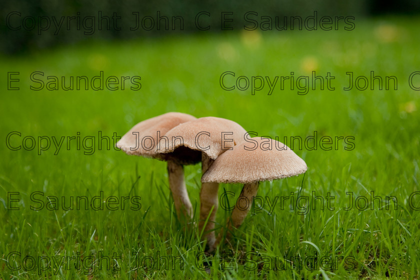 IMG 0436 
 Mushrooms in garden 
 Keywords: mushroom,mushrooms,fungi,brown,growing,edible,raw,ripe,grass,green,lawn,garden,ingredient,food,autumn